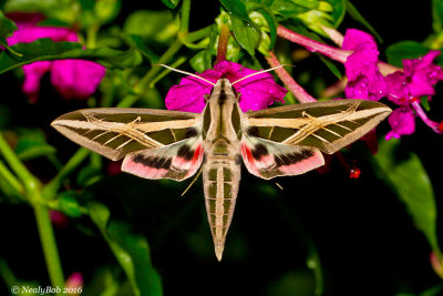 Humming Bird Moth August 26