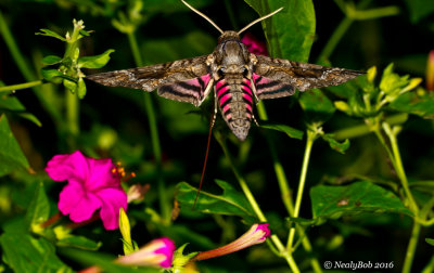 Pink Spotted Hawk Moth August 29