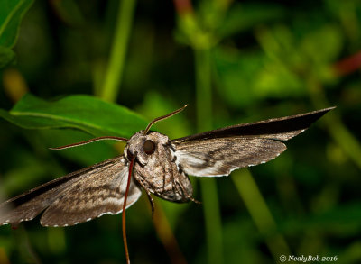 Humming Bird Moth 