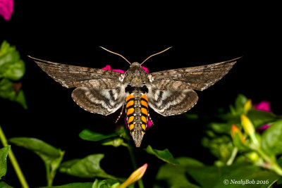 Humming Bird Moth September 1