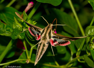 Humming Bird Moth September 8