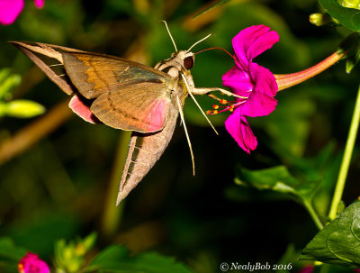 Humming Bird Moth 