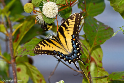 Yellow Eastern Tiger Swallowtail September 15