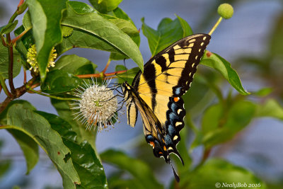 Yellow Eastern Tiger Swallowtail September 16