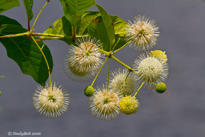 Button Bush