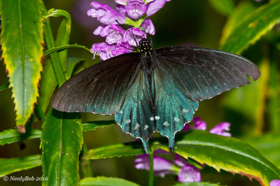 Pipevine Swallowtail October 26