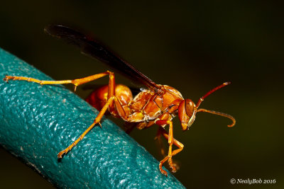 Red Wasp