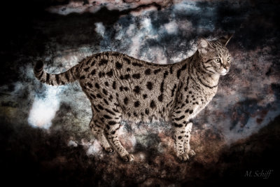 Savannah cat: Ashiki