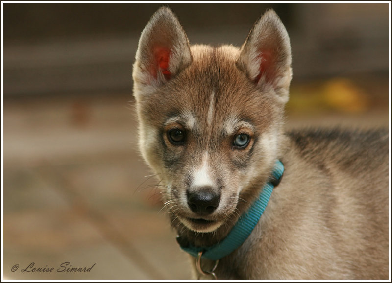 Chien aux yeux vairons (htrochromie) / Odd-eyed dog (heterochromia) 