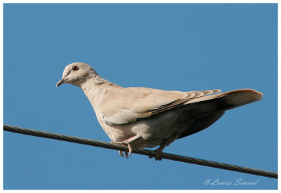 Tourterelle turque / Eurasian Collared-Dove