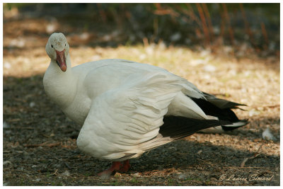 Oie des neiges / Snow Goose