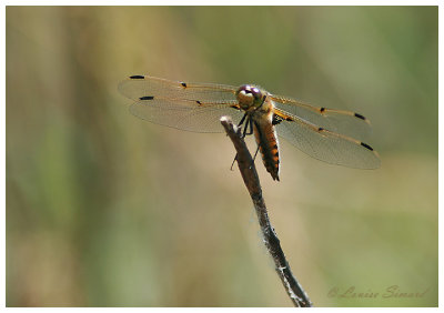 Libellules et Demoiselles / Dragonflies and Damselflies