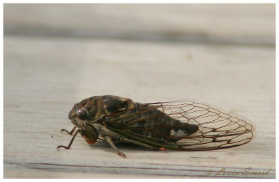 Tibicen canicularis / Dog-day cicada / Cigale caniculaire 
