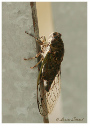 Tibicen canicularis / Dog-day cicada / Cigale caniculaire 