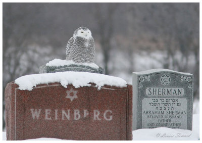 Harfang des neiges / Snowy Owl 