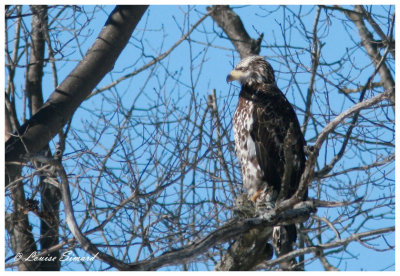 Oiseaux du Qubec / Birds of Quebec