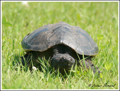 Tortue serpentine (Eastern Snapping Turtle) Chelydra serpentina serpentina  
