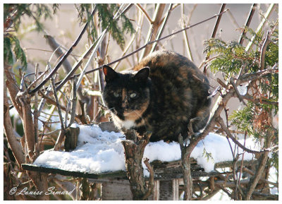 Chat caille de tortue et calico (tricolore) / Tortoiseshell and Calico Cat