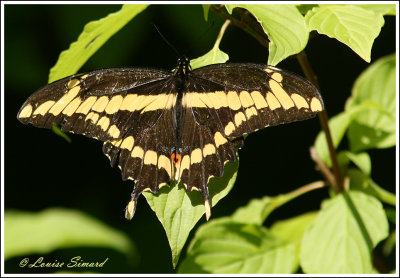 Grand porte-queue / Giant swallowtail / Papilio cresphontes Cramer