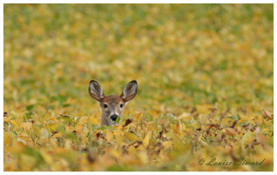 Cerf de Virgine / White-tailed Deer