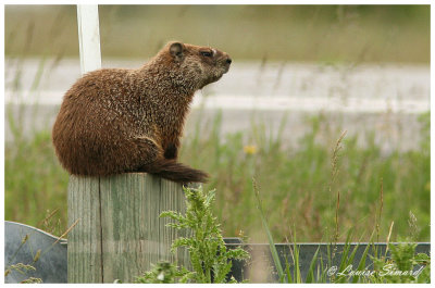 Marmotte commune / Woodchuck