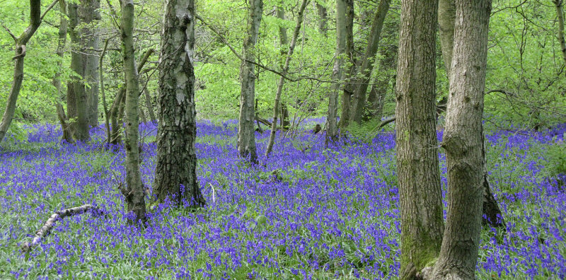 Bluebell Woods,Banstead, Surrey