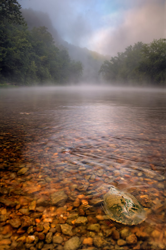 Turtle in Mist