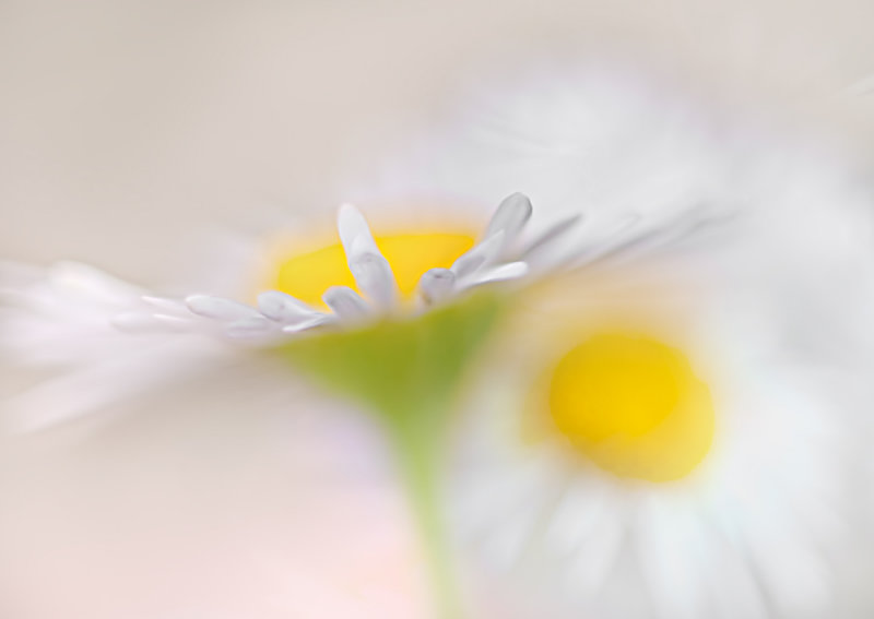 White and delicate