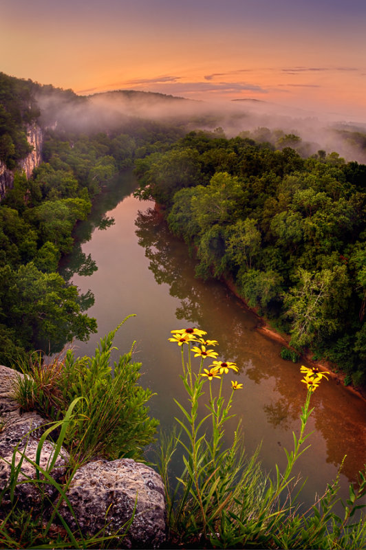 Black eyed susans on the Bluff
