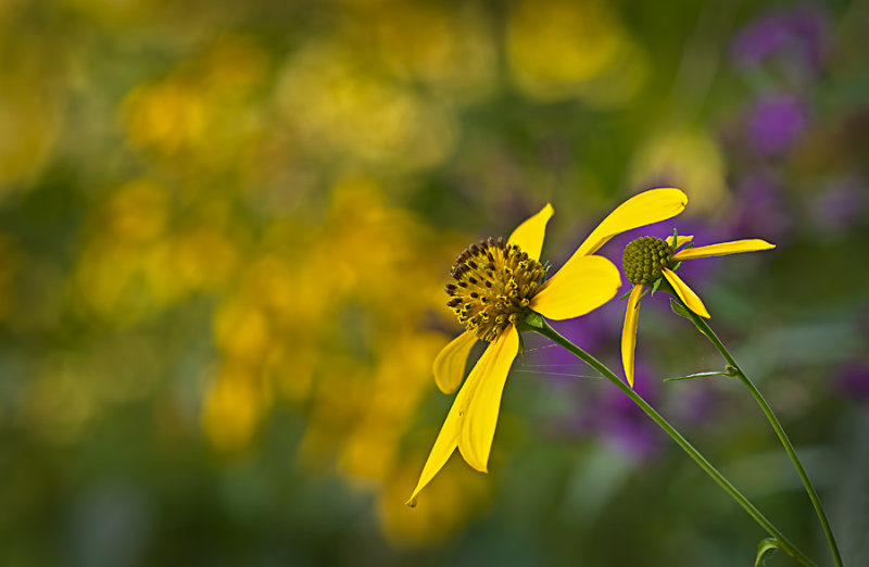 Yellow Iron Weed