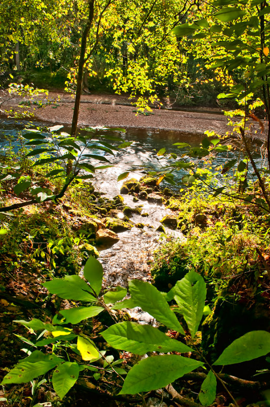 Fox Springs