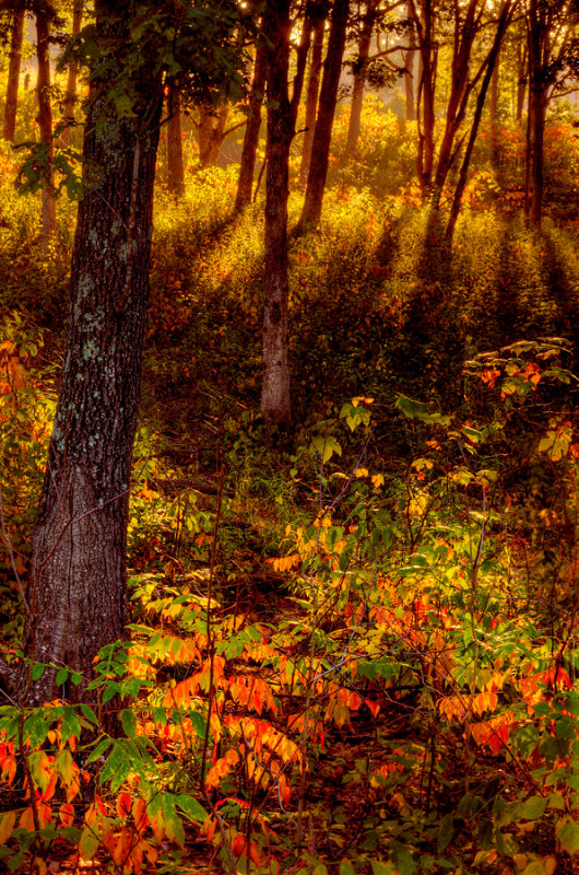 The undergrowth ablaze 