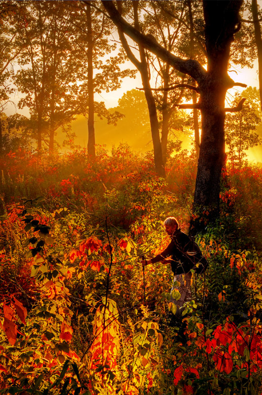 Hiking the Golden Forest