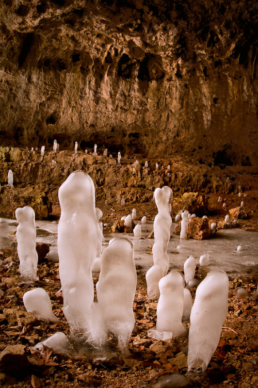 ice mushrooms.