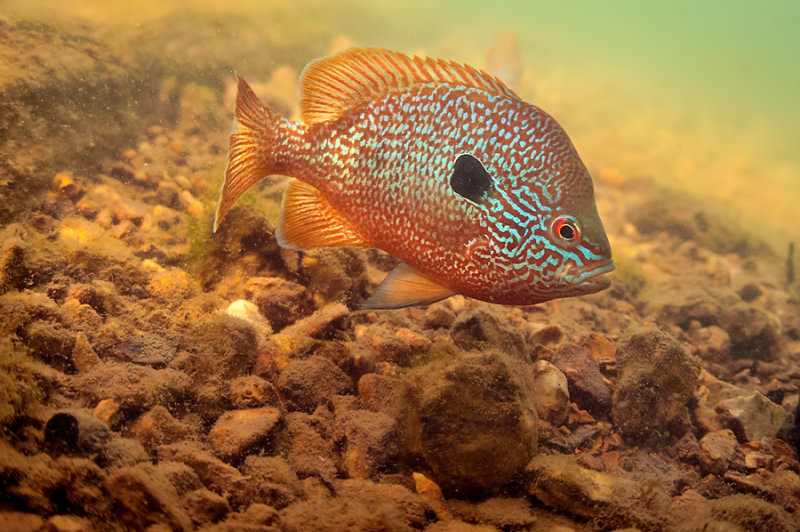 long-ear Sunfish