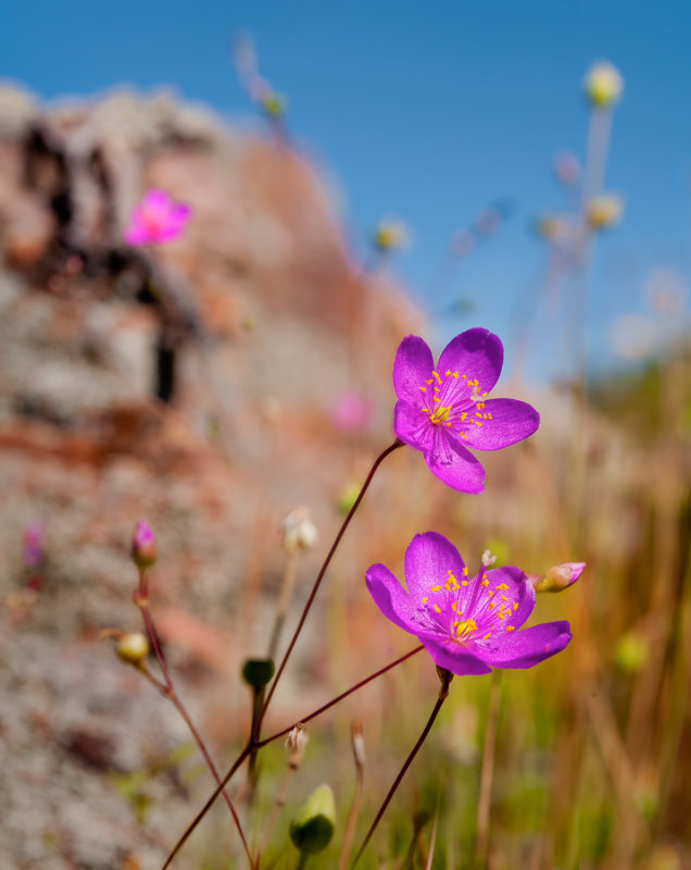 Rock Pink ( Talinum calycinum )