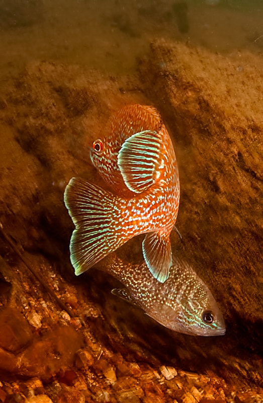 Two Fish