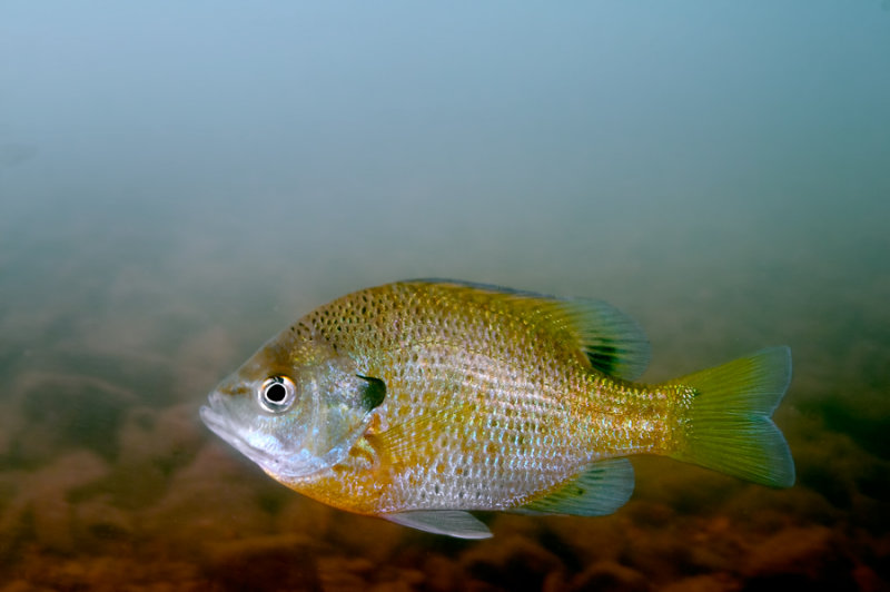 Blue Gill