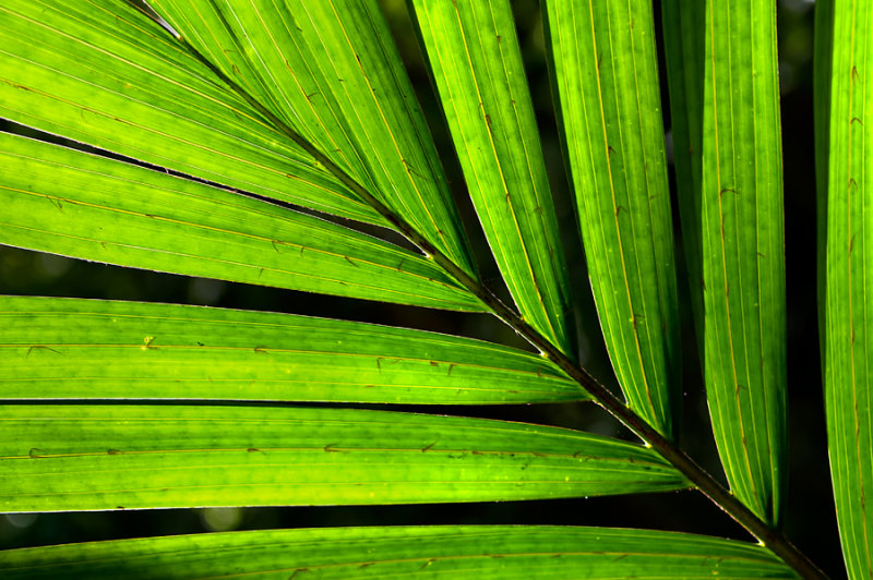 Piccabeen Palm