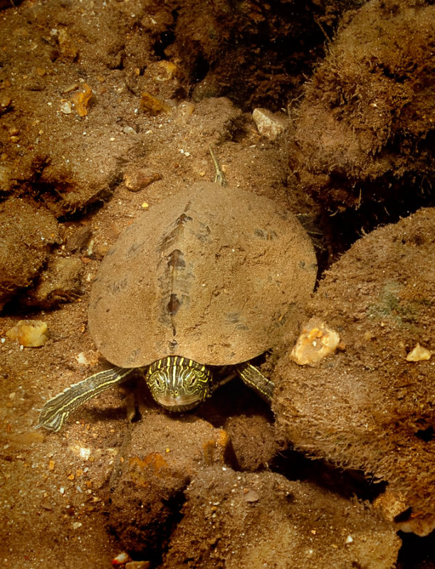 Map Turtle