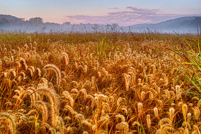 Mist on the fields