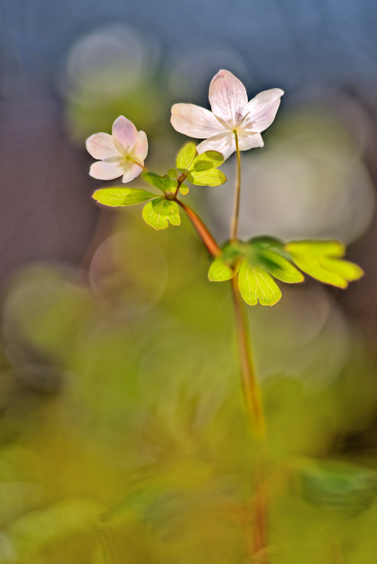 False Rue Anemone