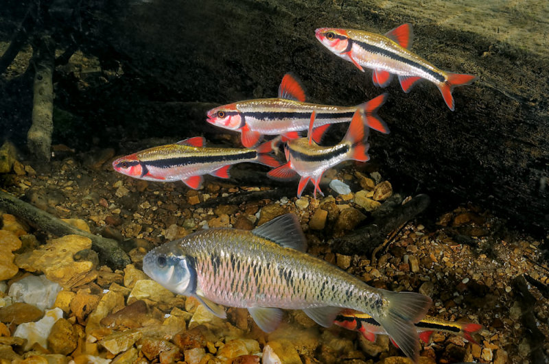 Spawning