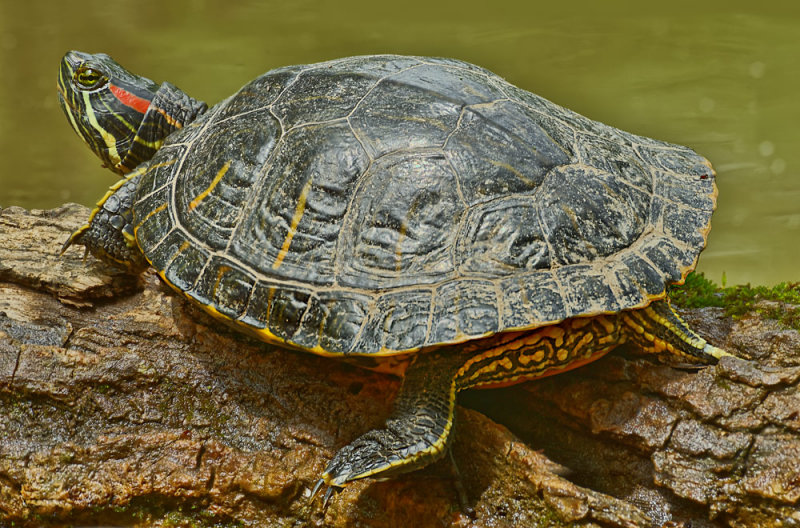 red-eared slider