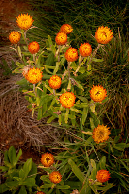 Alpine Everlasting Daisies