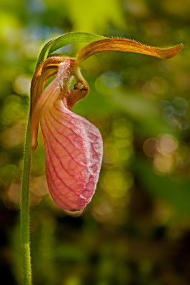 Pink Lady Slipper Orchid