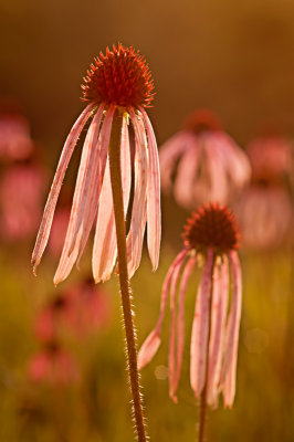 Pale purple Coneflower
