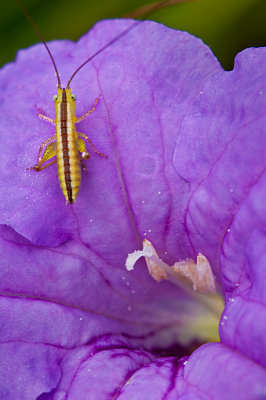 g9/52/634952/3/151125920.14MSv9VH.jpg