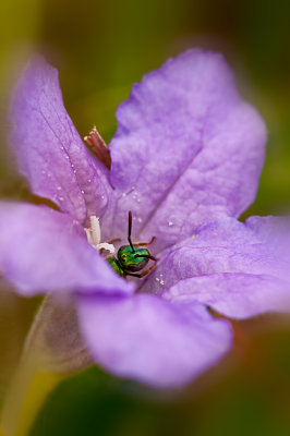 Sweat Bee  in Hairy Petunia