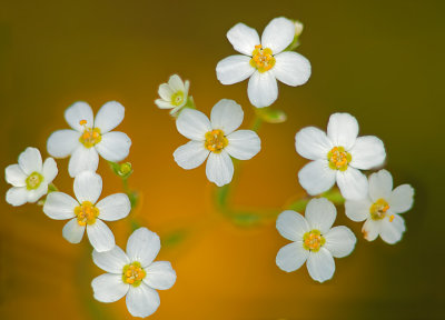 Flowering Spurge